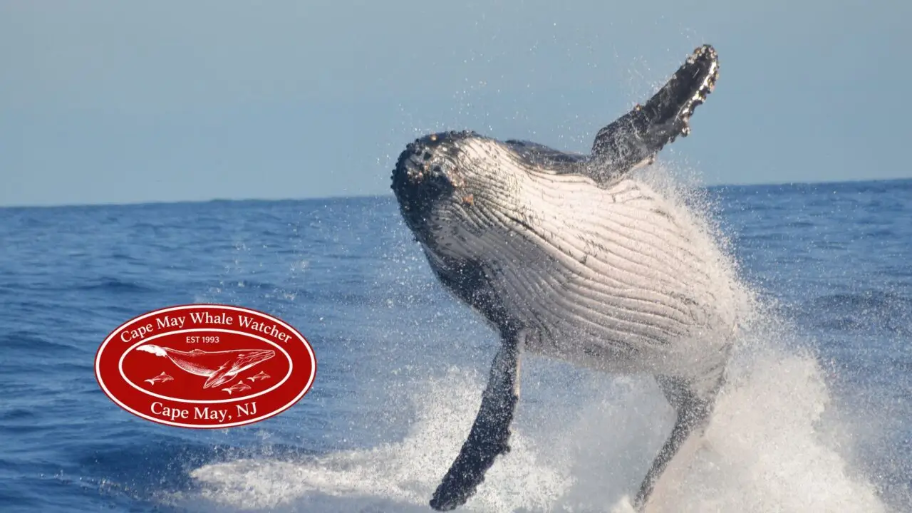 Cape May Whale Watcher